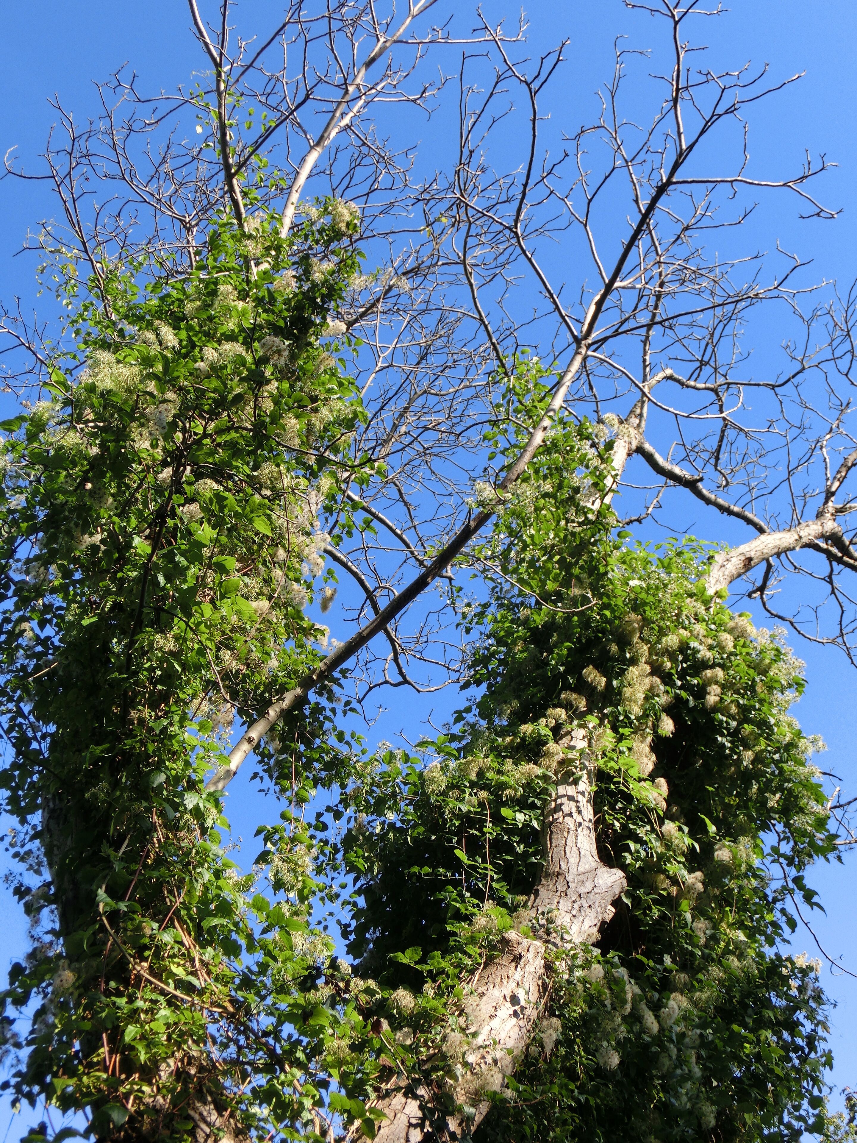 Misteln der Gattung Viscum