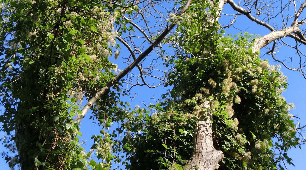 Misteln der Gattung Viscum