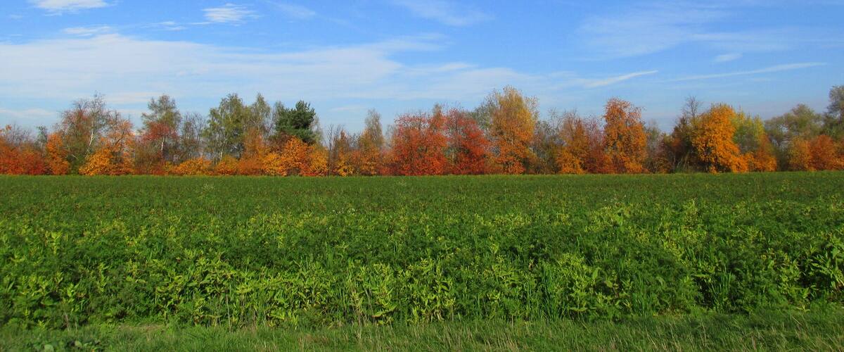 A field with green crops under a clear blue sky.