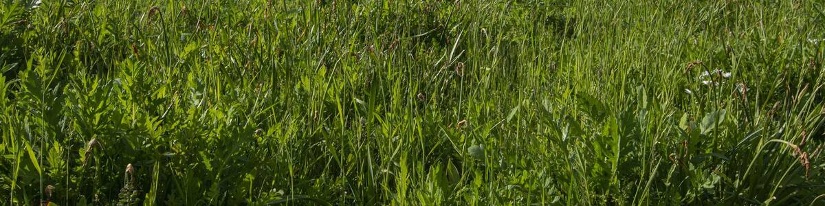 Vertical shot of Munster Schwarzach church in Rheinmunster, Germany