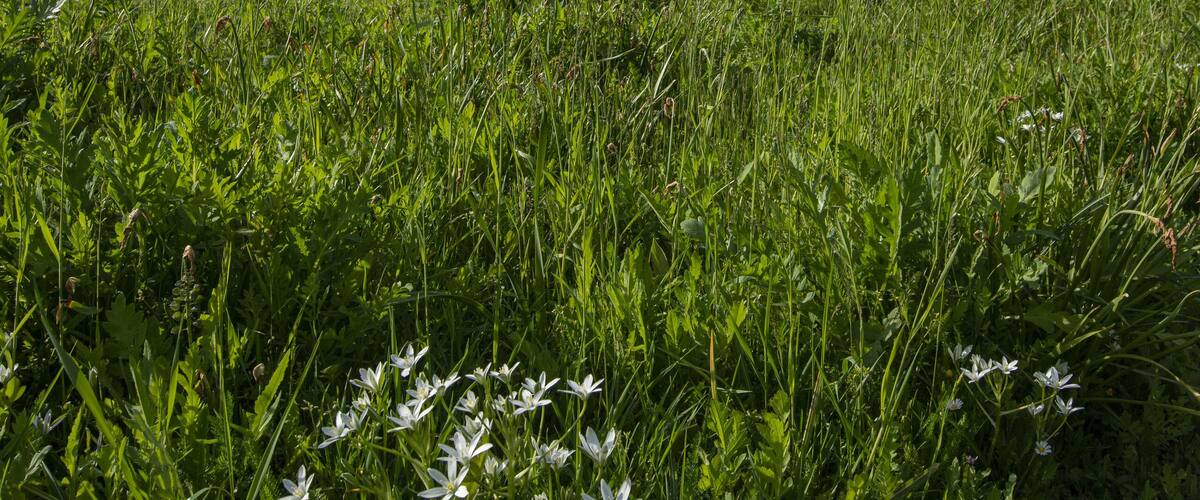 Vertical shot of Munster Schwarzach church in Rheinmunster, Germany