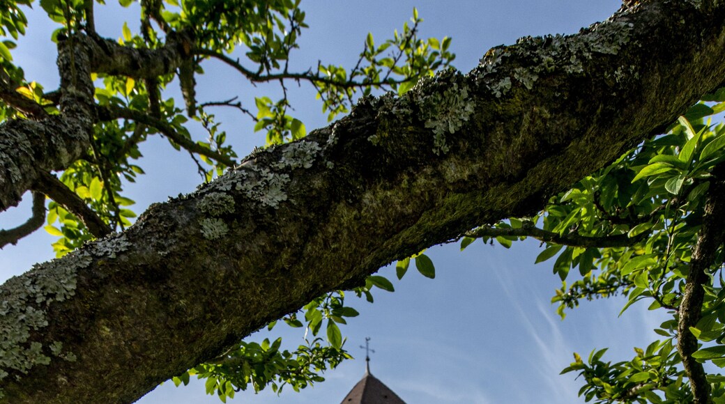 Vertical shot of Munster Schwarzach church in Rheinmunster, Germany