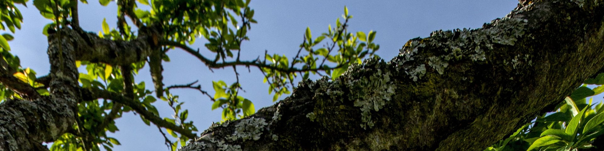 Vertical shot of Munster Schwarzach church in Rheinmunster, Germany