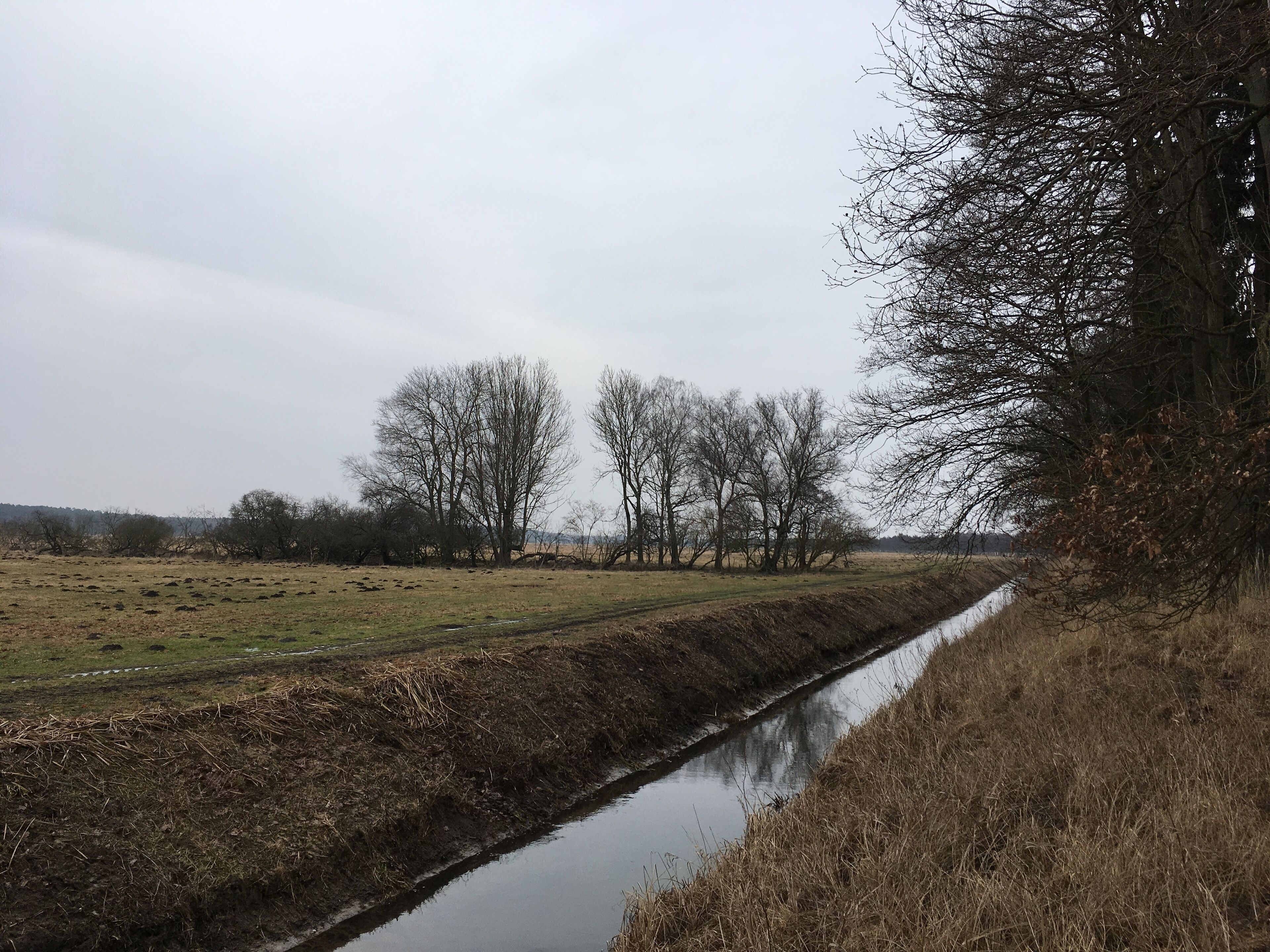 A narrow water channel flanked by leafless trees and a grassy field.
