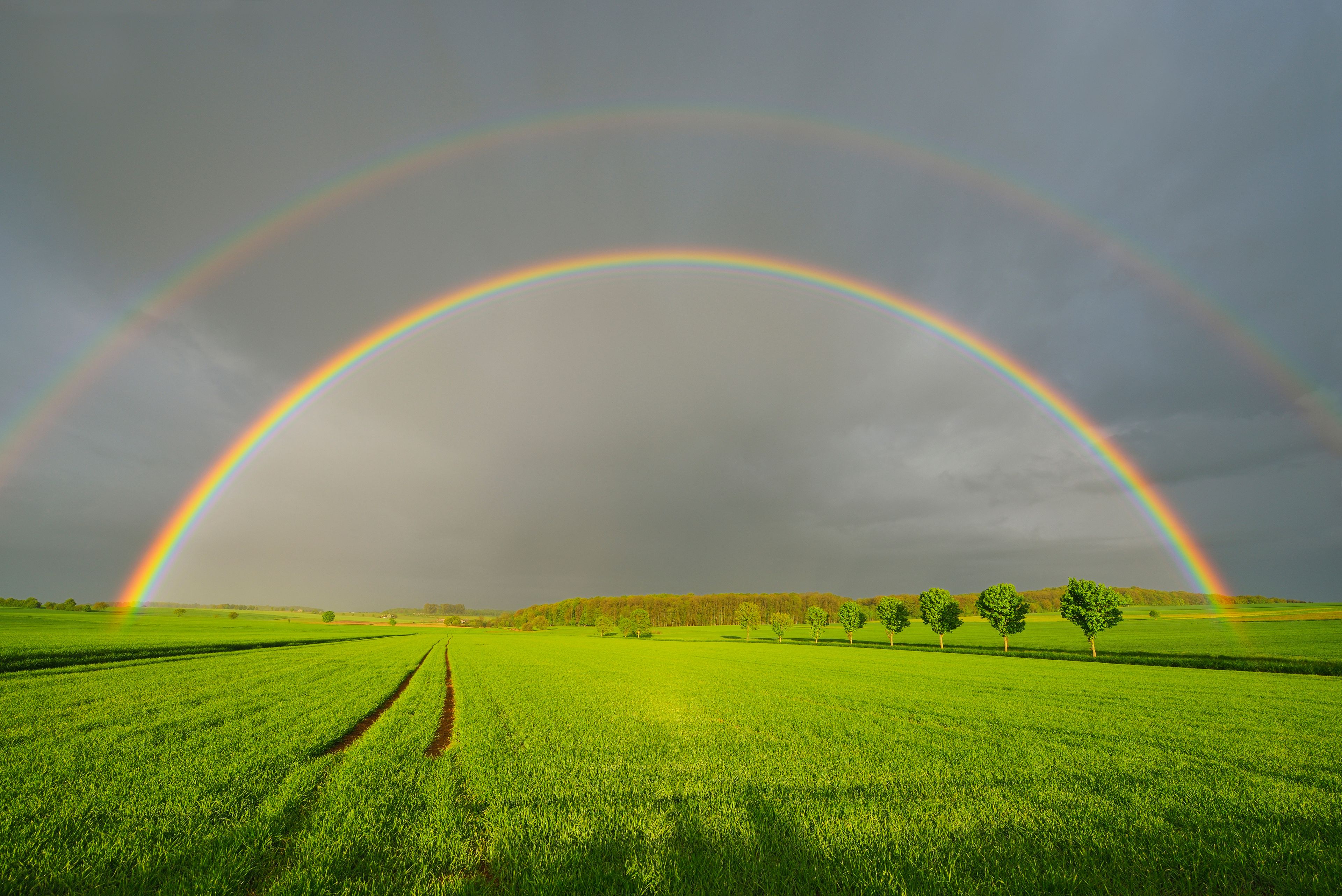 Maple Trees in Grain Field with Double Rainbow in Spring, Bad Mergentheim, Baden-Wurttemberg, Germany
