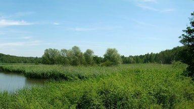 Alter Absinkweiher in Göttelborn (2007)