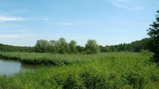 Alter Absinkweiher in Göttelborn (2007)