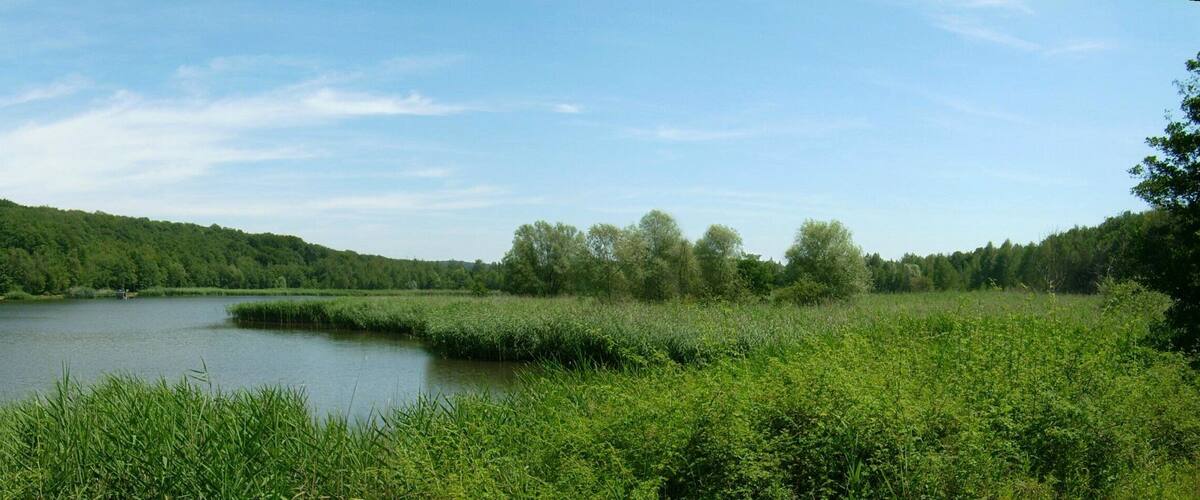 A calm lake surrounded by dense forest and a hill in the background.