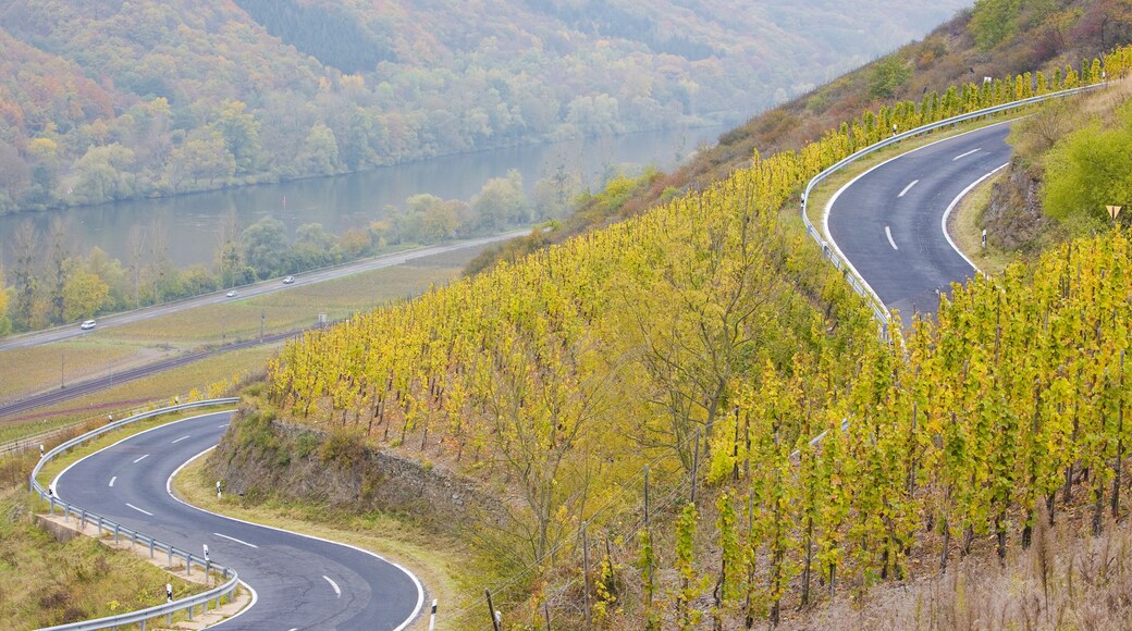 vineyards near Pommern, Rheinland Pfalz, Germany