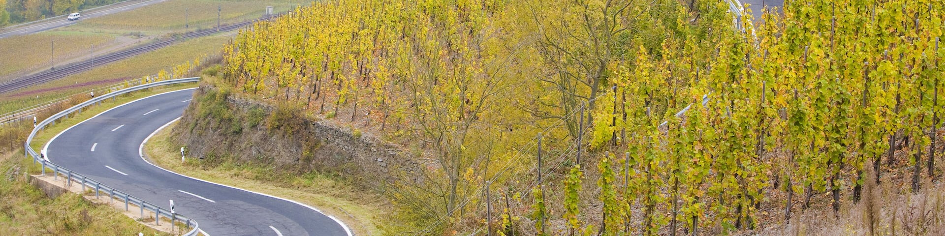 vineyards near Pommern, Rheinland Pfalz, Germany