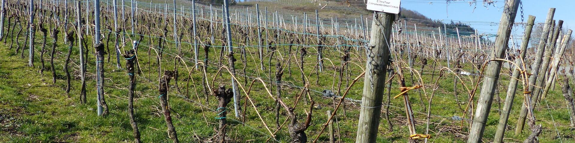 Mosel-Weinberge bei Pölich im Winter