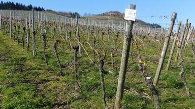A vineyard with rows of grapevines and a signpost in the foreground.