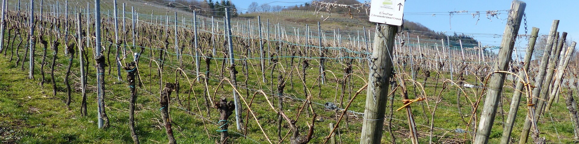Mosel-Weinberge bei Pölich im Winter