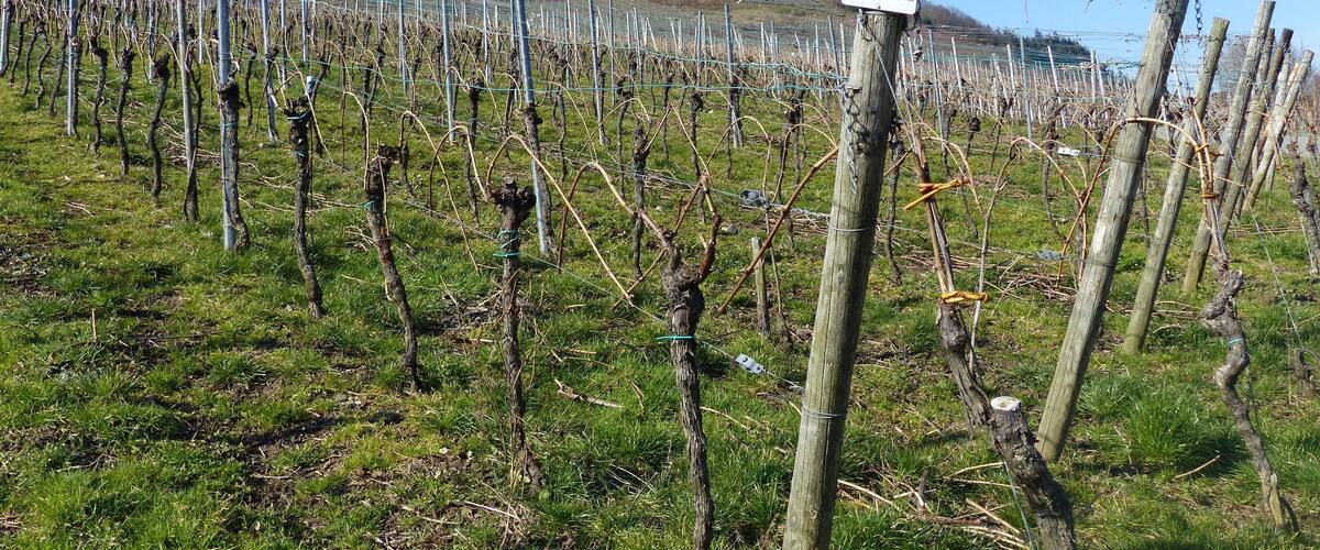 A vineyard with rows of grapevines and a signpost in the foreground.