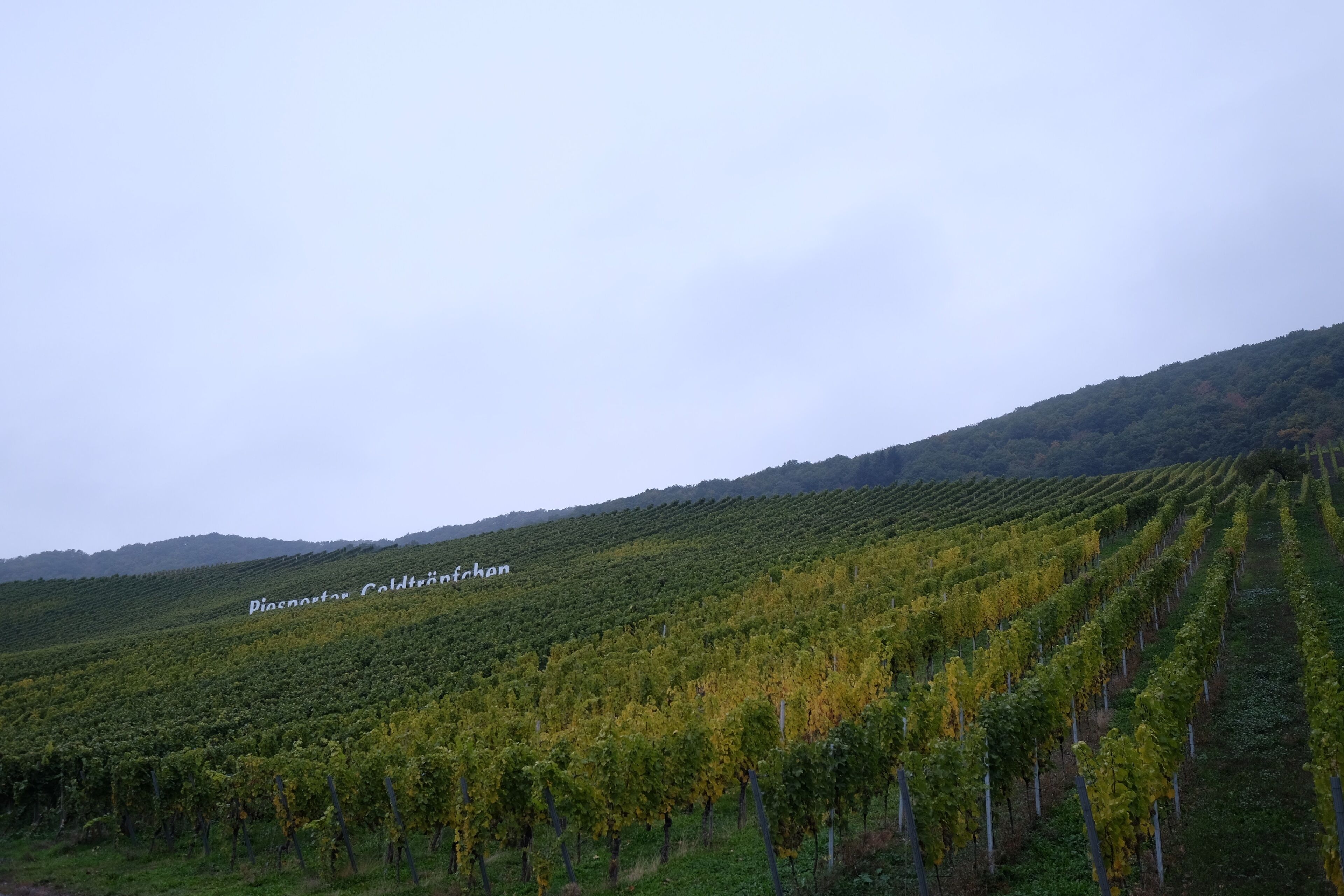 A vineyard with rows of grapevines on a hillside.