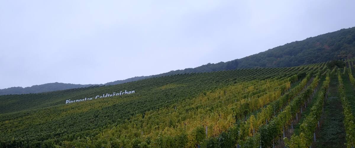 A vineyard with rows of grapevines on a hillside.