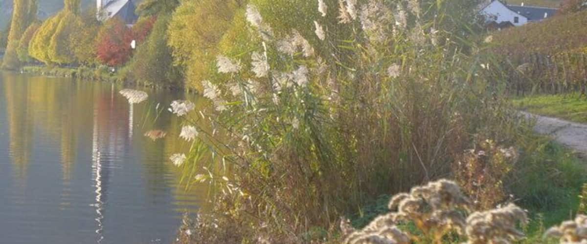 Moselufer bei Alt-Piesport (Moselle Riverbank)