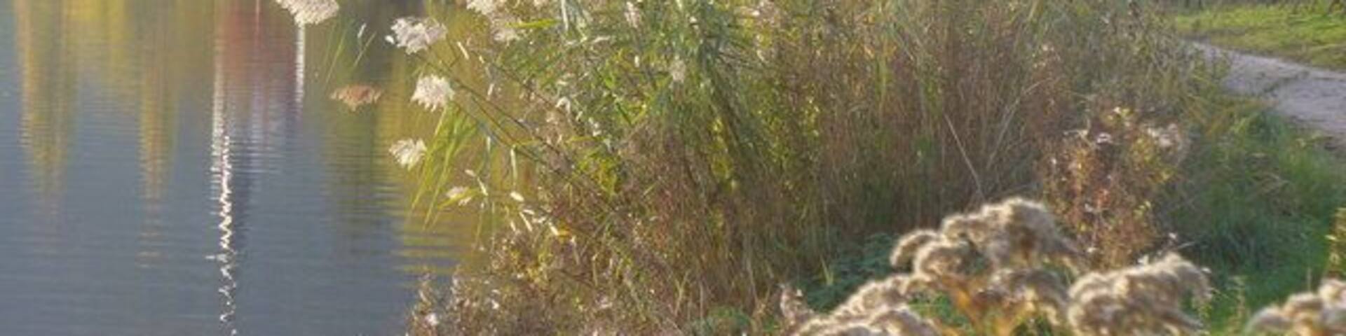 Moselufer bei Alt-Piesport (Moselle Riverbank)