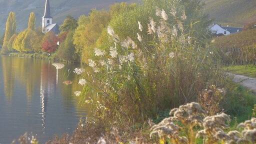 Moselufer bei Alt-Piesport (Moselle Riverbank)