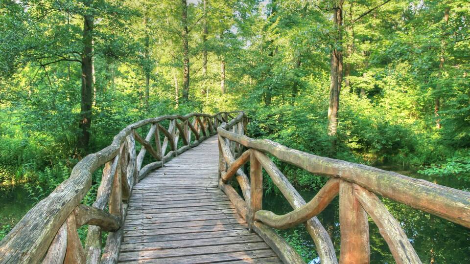 A wooden bridge in a forest.
