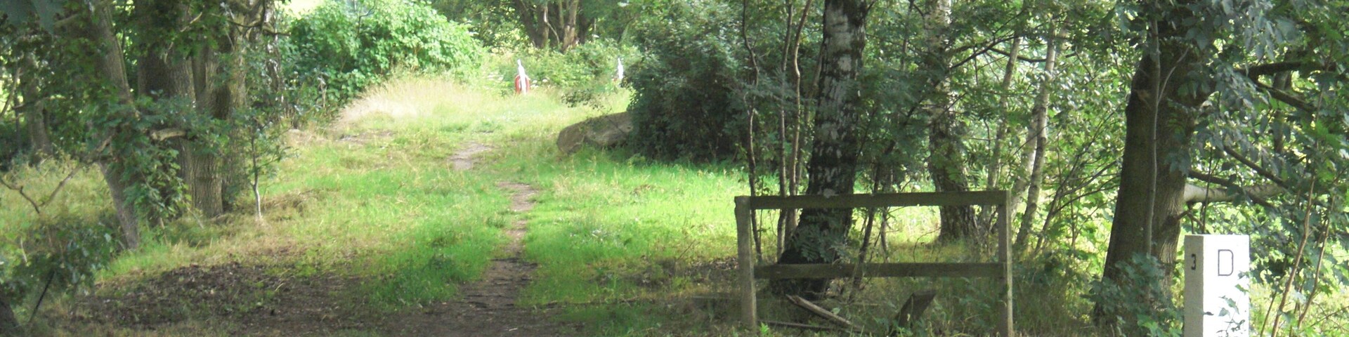 A forest path with a wooden bench and a signpost.