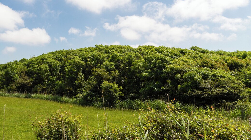 Designation: Duck decoy Oldsum Location: Meedeweg Place: Dunsum, Collective municipality Föhr-Amrum, District Nordfriesland, Schleswig-Holstein, Federal Republic of Germany Description: Device to capture wild ducks Object identification: 22063