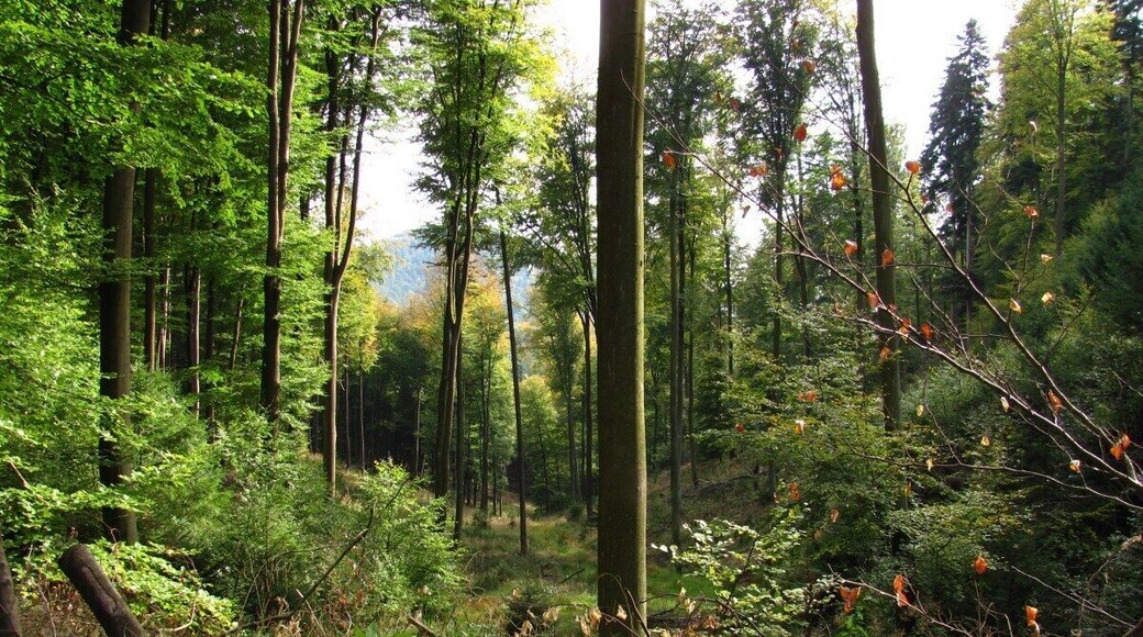 76889 Oberotterbach, Germany