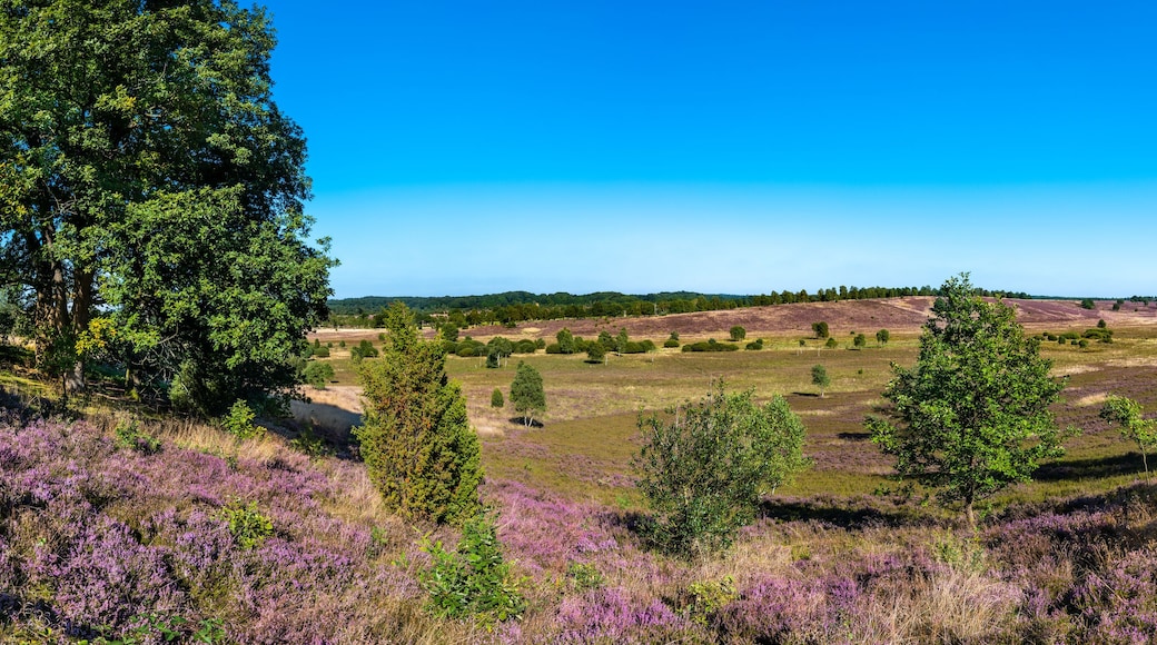 The Lueneburg Heath Nature Park (German: Naturpark Lüneburger Heide) near Oberhaverbeck in Lower Saxony, Germany. View from the Wümmeberg Viewpoint.