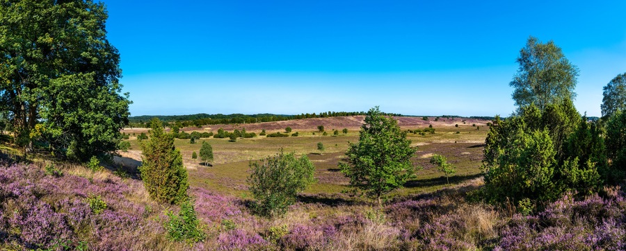 The Lueneburg Heath Nature Park (German: Naturpark Lüneburger Heide) near Oberhaverbeck in Lower Saxony, Germany. View from the Wümmeberg Viewpoint.