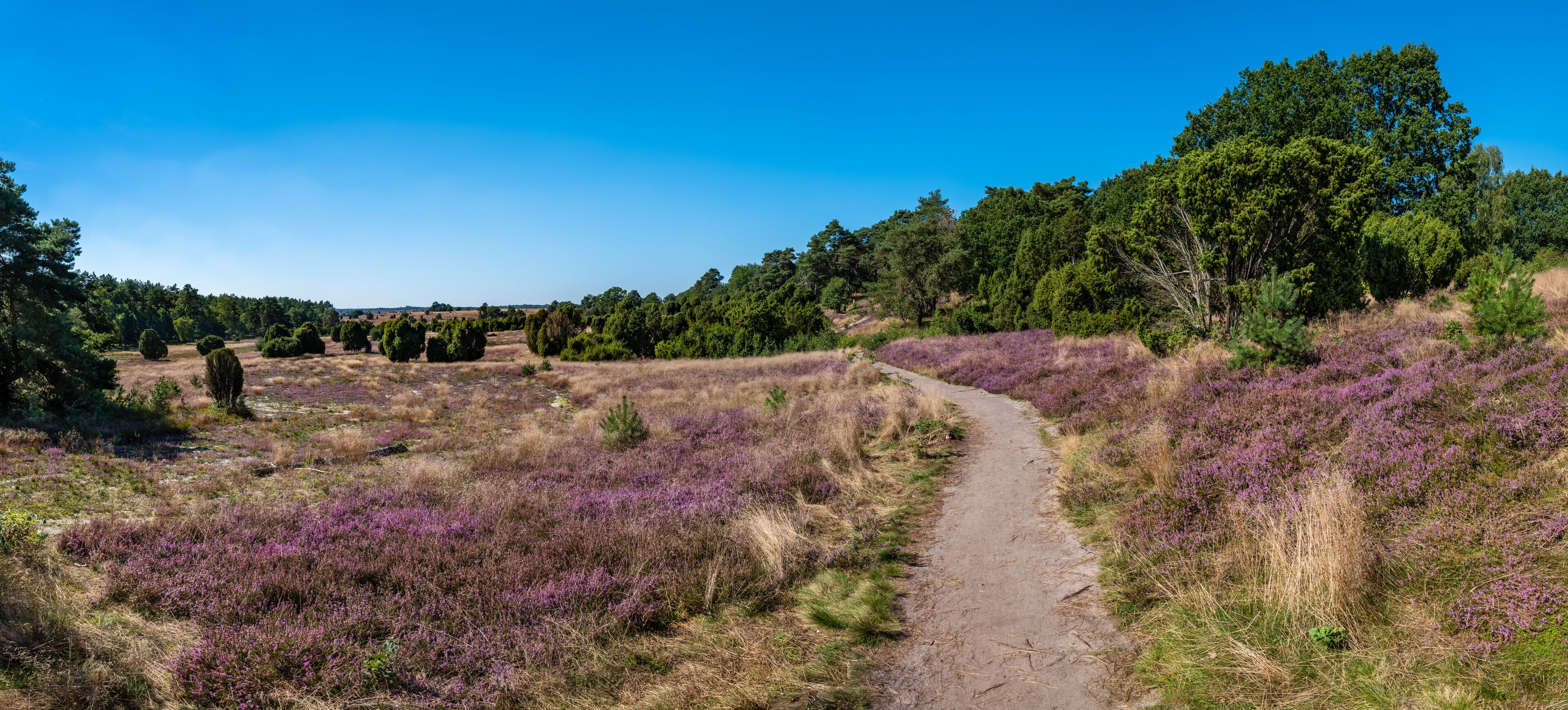 The Lueneburg Heath Nature Park (German: Naturpark Lüneburger Heide) near Oberhaverbeck in Lower Saxony, Germany.	