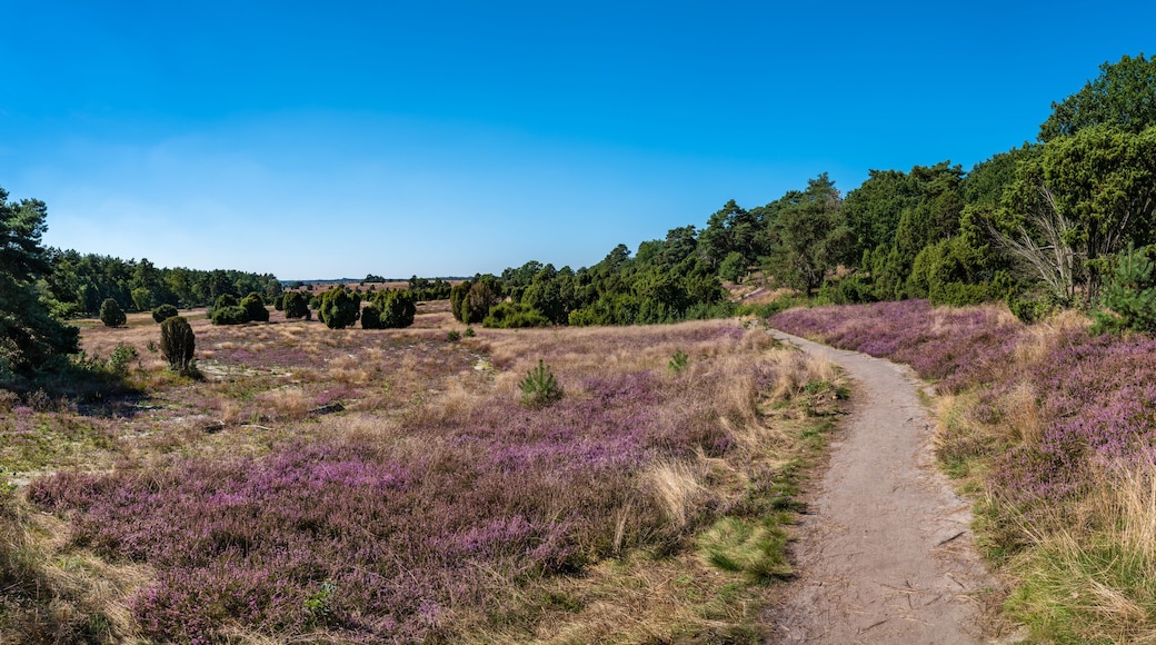 The Lueneburg Heath Nature Park (German: Naturpark Lüneburger Heide) near Oberhaverbeck in Lower Saxony, Germany.