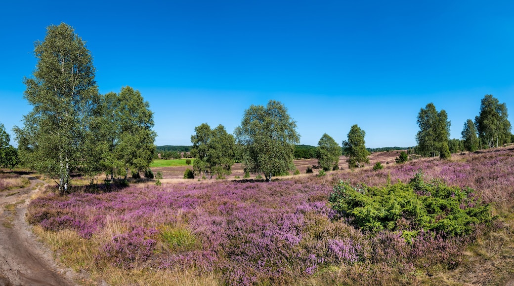 The Lueneburg Heath Nature Park (German: Naturpark Lüneburger Heide) near Oberhaverbeck in Lower Saxony, Germany.