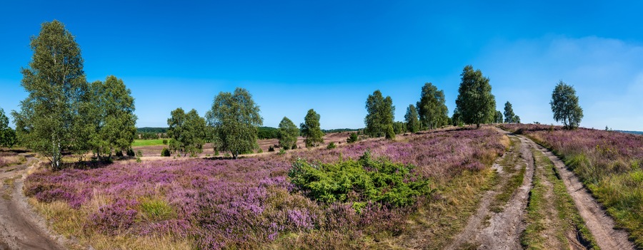 The Lueneburg Heath Nature Park (German: Naturpark Lüneburger Heide) near Oberhaverbeck in Lower Saxony, Germany.