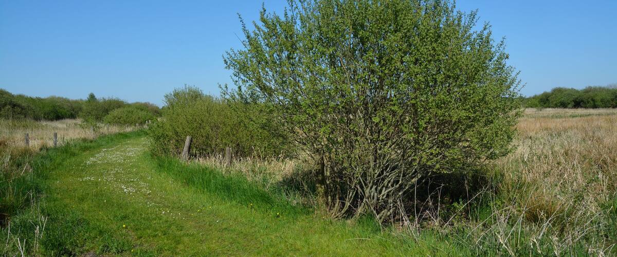 A grassy path with a small tree and bushes in a field.