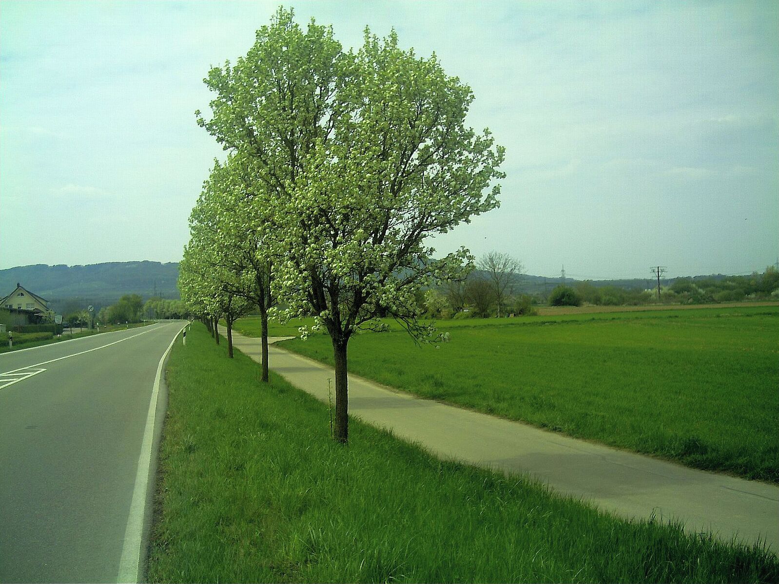 Lindenblüte in Nimburg