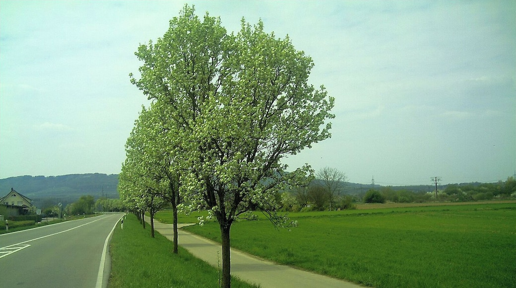 Lindenblüte in Nimburg