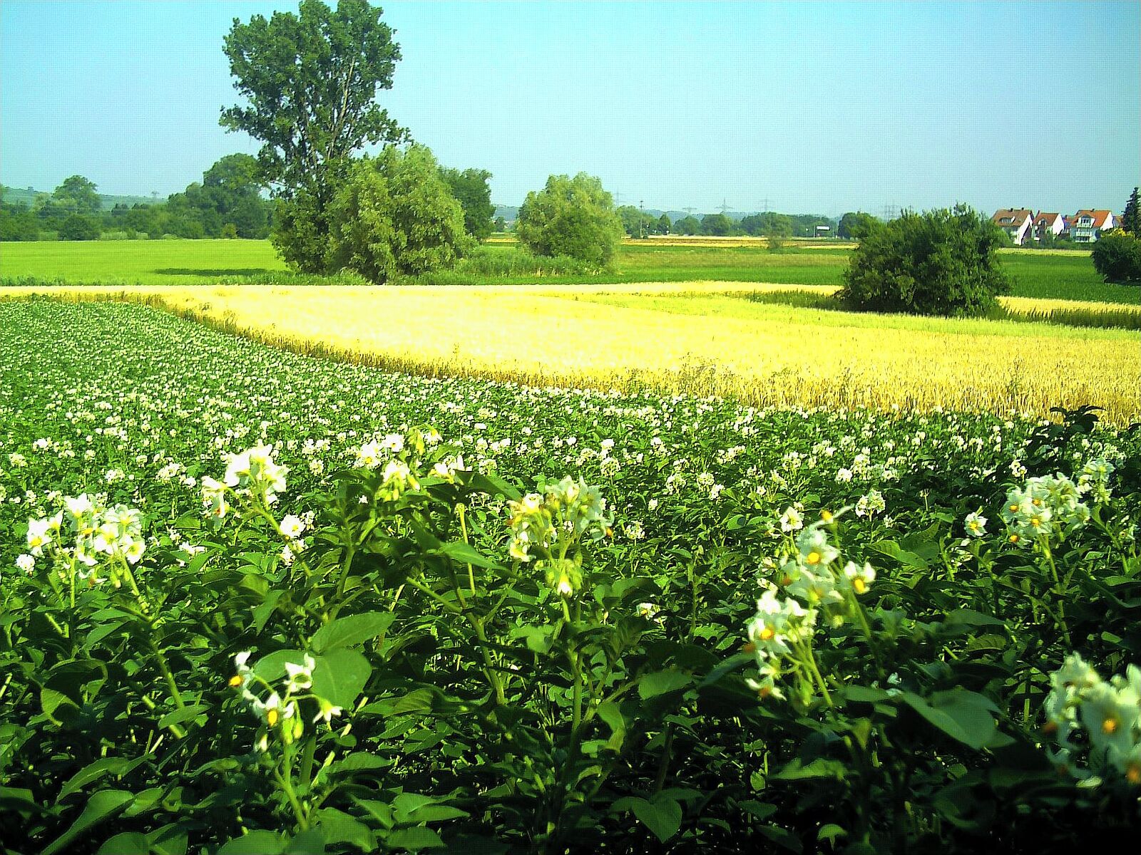 A field of white flowers with a large tree and houses in the background.