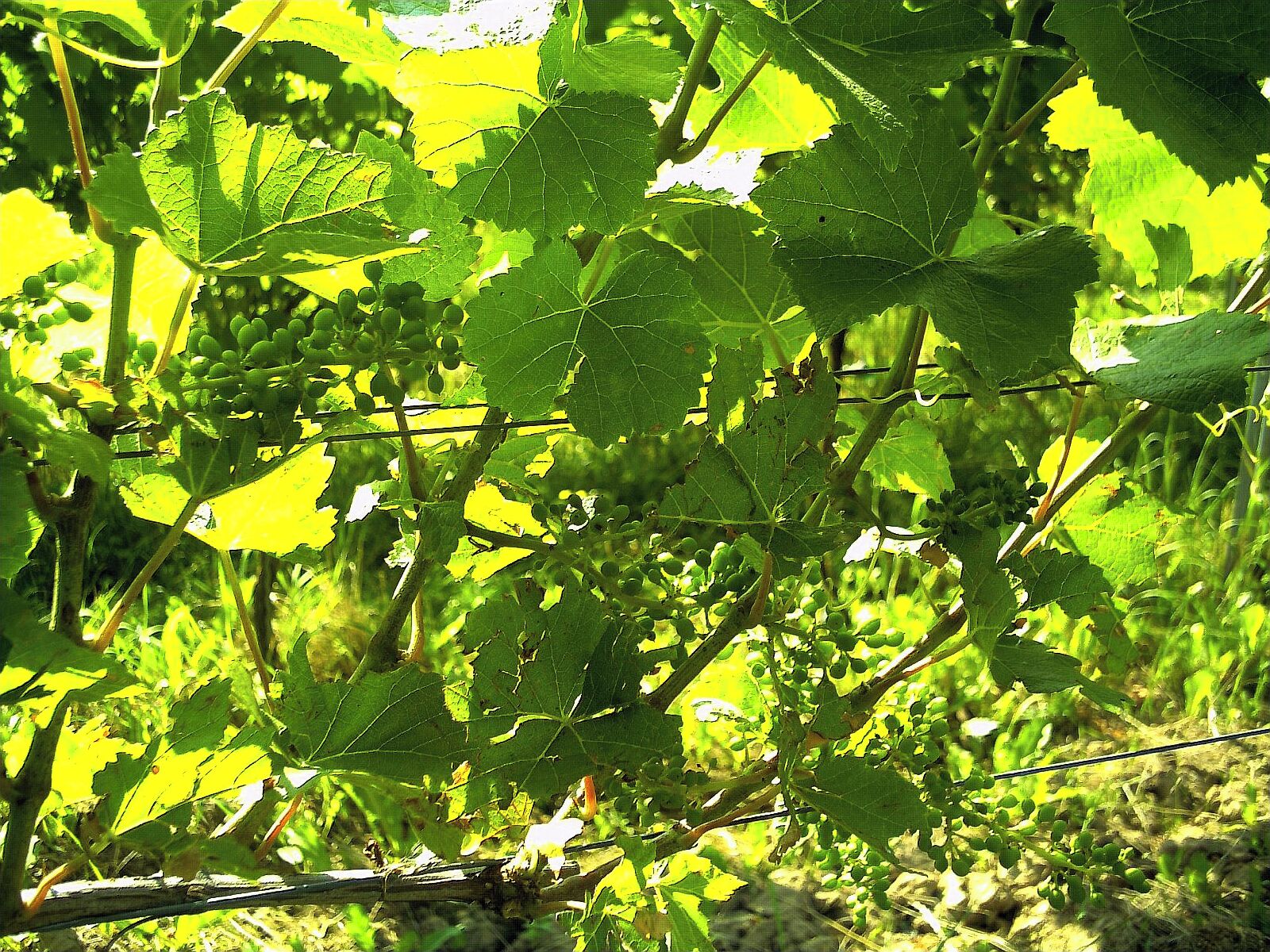 Weintrauben in Bottingen