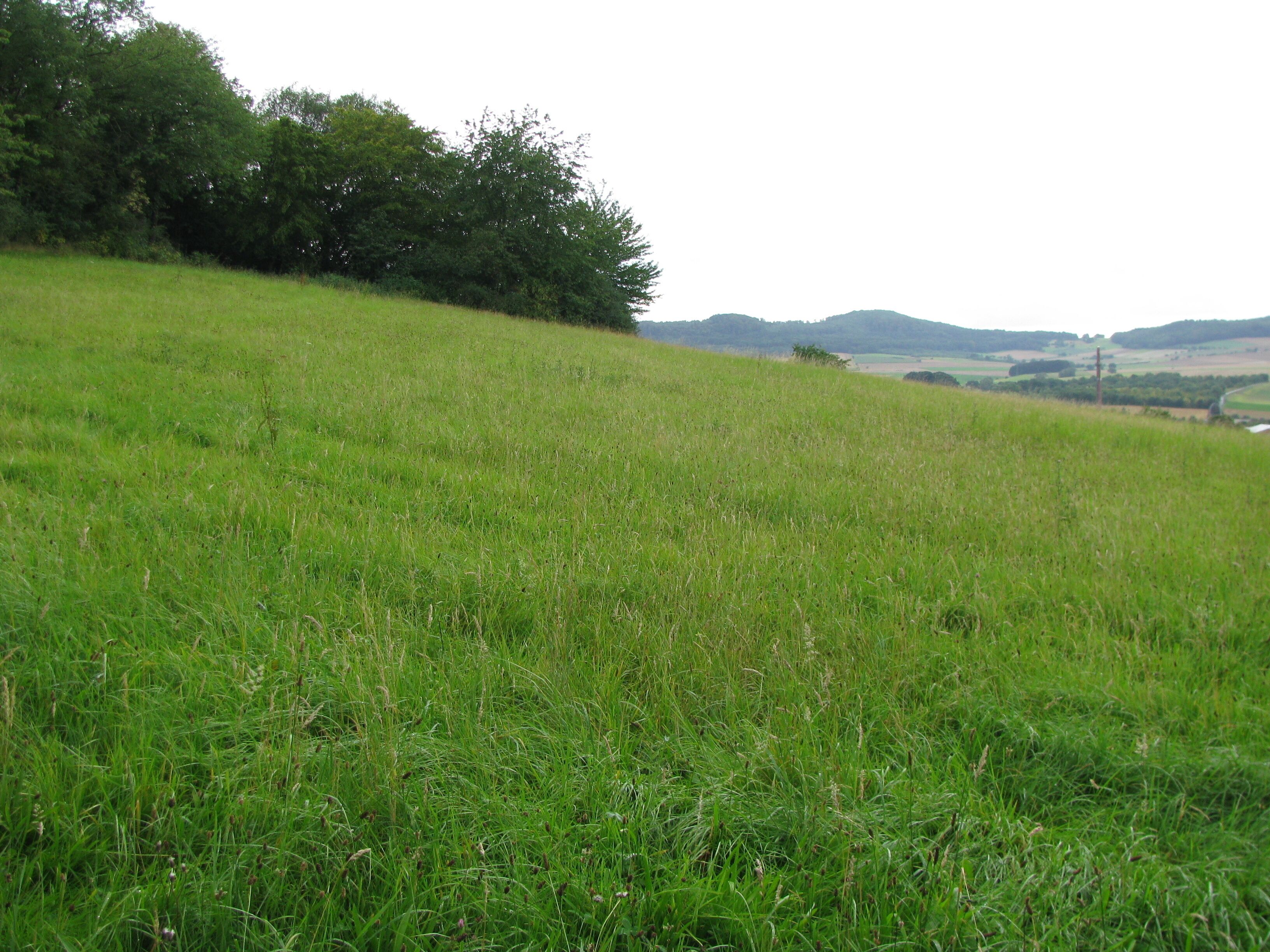 eine Wiese am Hang des Wartberg