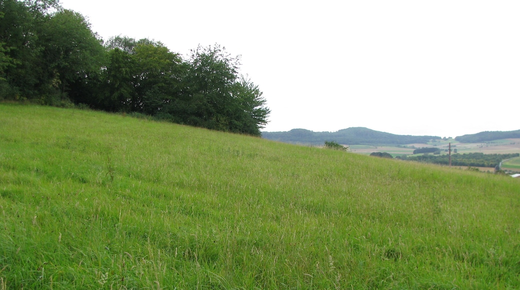 eine Wiese am Hang des Wartberg