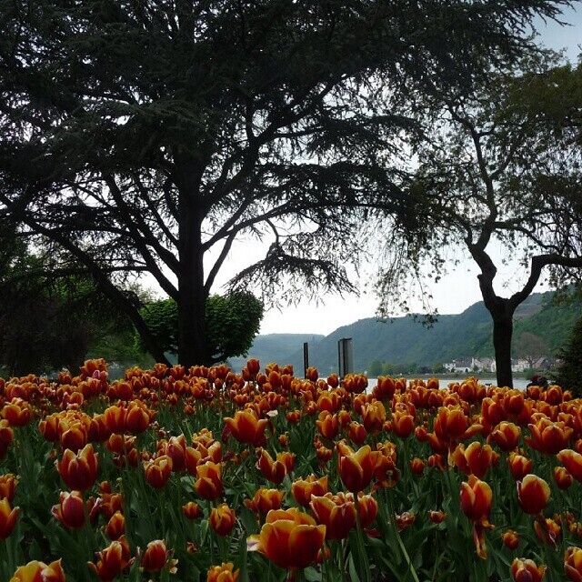 Mi foto preferida #paisaje #alemania #rhin