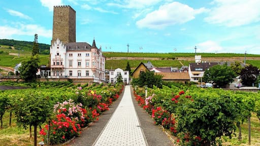 A shot from our day cruise along the UNESCO section of the Rhine River in Germany. From Rudesheim to Koblenz, our jaws were dropping at the spectacular views of historic castles, charming towns, and wine vineyards draping the mountains along the river. This is an experience for the bucket list!
http://thetradingtravelers.com/cruising-the-rhine-river/
