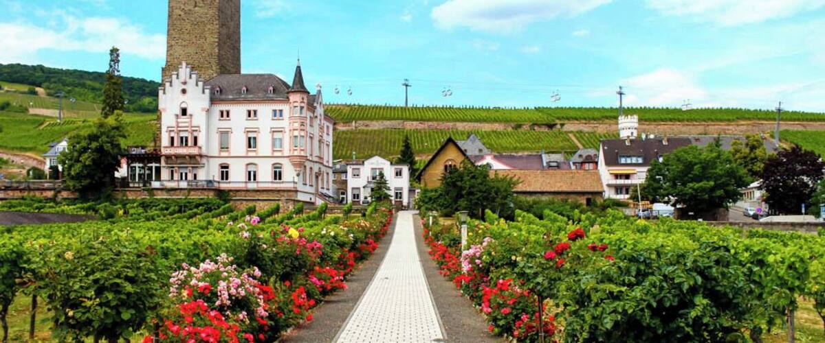 A vineyard pathway leading to a castle with a tower, surrounded by lush greenery and red flowers.