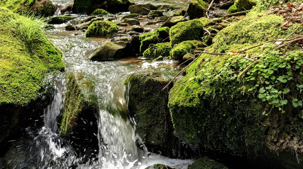 Einer der Wasserfälle des Butzerbach im geschützten Landschaftsbestandteil „Butzerbach mit beleitendem Gehölzbestand Kordel“ (LB-7235-018), abgebildeter Bereich auch im Landschaftsschutzgebiet „Meulenwald und Stadtwald Trier“; Landkreis Trier-Saarburg, Rheinland-Pfalz und im Natura 2000 Gebiet "Untere Kyll und Täler bei Kordel"