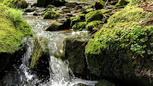 Einer der Wasserfälle des Butzerbach im geschützten Landschaftsbestandteil „Butzerbach mit beleitendem Gehölzbestand Kordel“ (LB-7235-018), abgebildeter Bereich auch im Landschaftsschutzgebiet „Meulenwald und Stadtwald Trier“; Landkreis Trier-Saarburg, Rheinland-Pfalz und im Natura 2000 Gebiet "Untere Kyll und Täler bei Kordel"