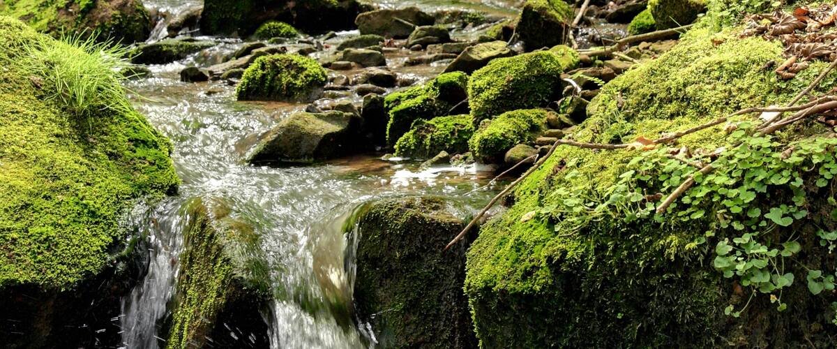 A cascading waterfall over moss-covered rocks in a forested area.