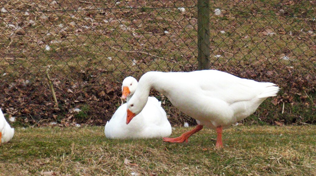 Gertrud, Martin And Friends