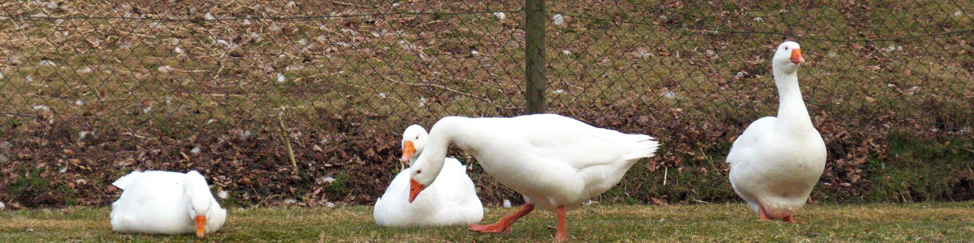 Gertrud, Martin And Friends
