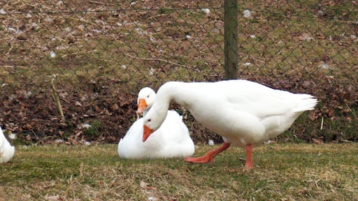 Gertrud, Martin And Friends