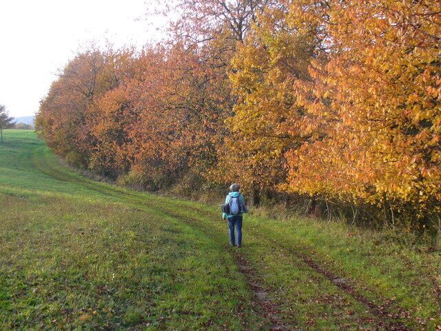 A person walking on a grassy path surrounded by trees with autumn foliage.